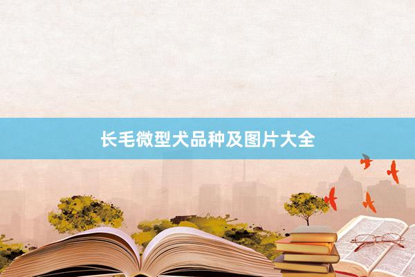 长毛微型犬品种及图片大全